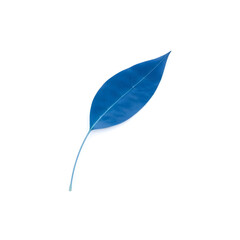 A solitary blue leaf with delicate veins and a gentle curved shape is placed on a pristine white background