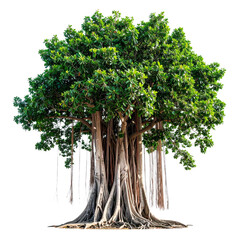 Majestic Banyan Tree: A captivating view of a magnificent banyan tree, showcasing its expansive canopy, aerial roots, and robust trunk. A symbol of strength, longevity, and natural wonder.