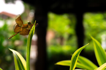 Dragonfly on a leaf