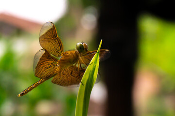 dragonfly on a leaf. female Neurothemis terminata, an insect known for its long body, large eyes, and transparent wings. Close up