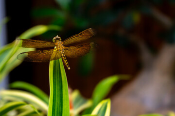 dragonfly on a branch