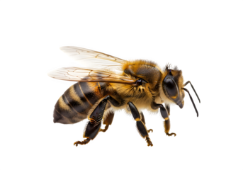 honey bee walking, isolated on white or transparent background. PNG