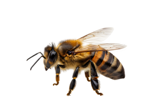 honey bee walking, isolated on white or transparent background. PNG