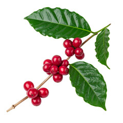 Coffee Branch: A detailed view of a coffee branch laden with vibrant red coffee cherries and lush green leaves, showcasing the natural beauty of the coffee plant.