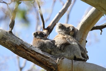 Koala and Baby Koala
