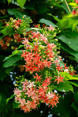 red and pink combretum indicum flowers blooming in garden