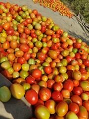 Colorful Berries Holiday Background With Vibrant Red and Orange Tones