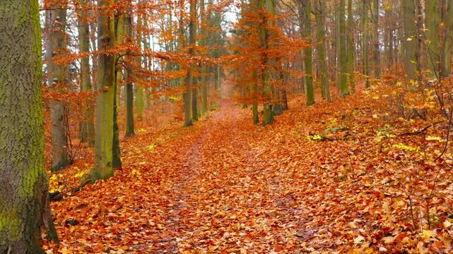 A path through a beech forest at the end of October. Colorful harmony of nature in autumn.