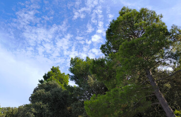 pine trees seen against the sky with scattered white clouds