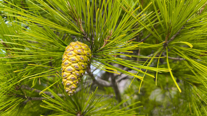branches of pine tree with green pine cones close up