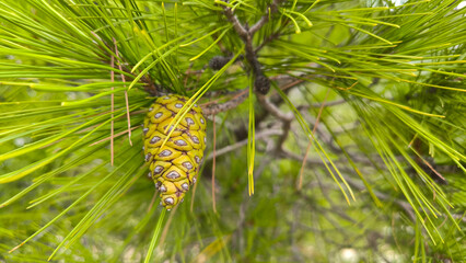 branches of pine tree with green pine cones close up