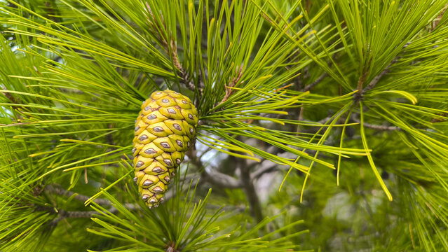 branches of pine tree with green pine cones close up
