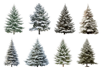 Obraz premium PNG Snow-covered evergreen trees collection, element set on transparent background