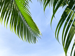 palm tree leaves
