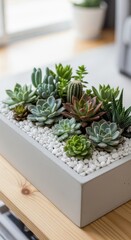 Elegant succulent arrangement in a minimalist container adds serene nature indoors