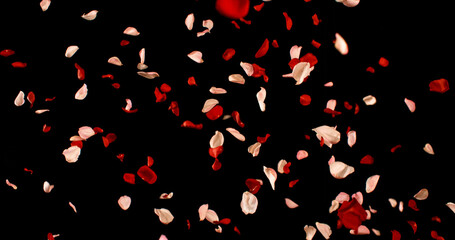 Flying Dark Red and Pink Rose Petals Isolated on Black Background. Freeze Motion VFX Overlay for Romantic Scenes, Cinematic Transitions and Graphics.