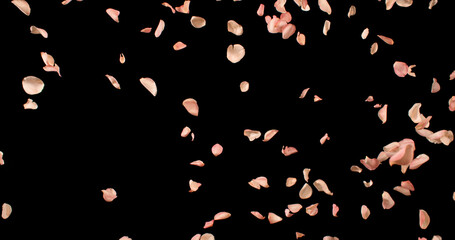 Flying Pink Rose Petals Isolated on Black Background. Freeze Motion VFX Overlay for Romantic Scenes, Cinematic Transitions and Graphics.