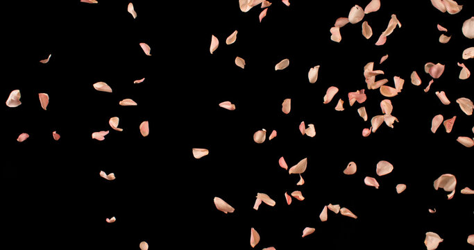Flying Pink Rose Petals Isolated on Black Background. Freeze Motion VFX Overlay for Romantic Scenes, Cinematic Transitions and Graphics.