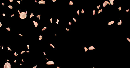 Flying Pink Rose Petals Isolated on Black Background. Freeze Motion VFX Overlay for Romantic Scenes, Cinematic Transitions and Graphics.