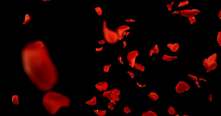 Flying Dark Red Rose Petals Isolated on Black Background. Freeze Motion VFX Overlay for Romantic Scenes, Cinematic Transitions and Graphics.