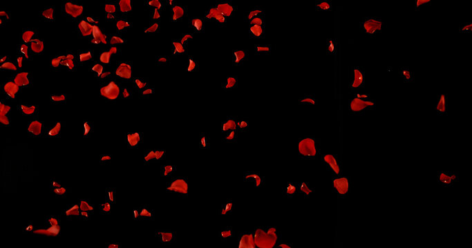 Flying Dark Red Rose Petals Isolated on Black Background. Freeze Motion VFX Overlay for Romantic Scenes, Cinematic Transitions and Graphics.