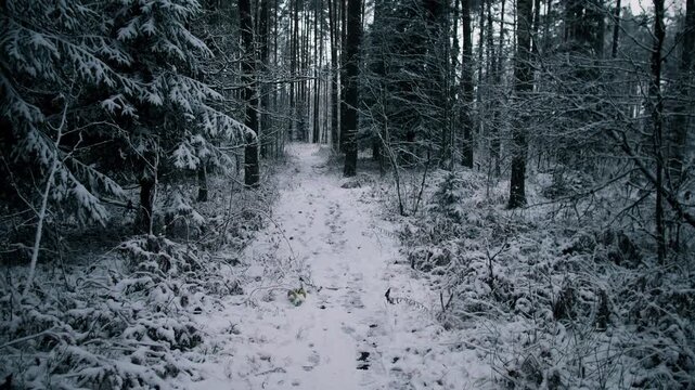 shadowed winter thicket with narrow snow track and dense undergrowth, low contrast light and eerie silence