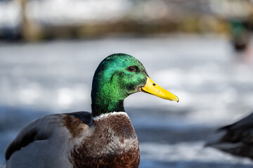 Head of a male mallard with shiny green feathers.