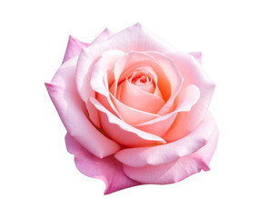 A beautiful Rose png transparent background.