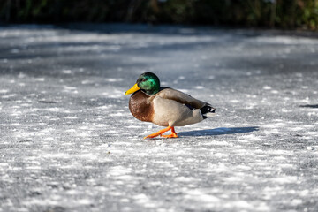 Side view of a male mallard duck walking across a slippery, frozen pond.