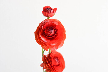 赤いラナンキュラス