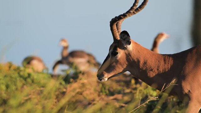 impala, IMPALA at sunset,  Aepyceros melampus, mammal, male, sunset, Ethosha National park, Namibia