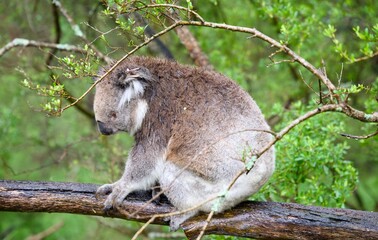 Koala on a branch