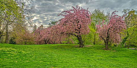 Central Park in spring, early morning