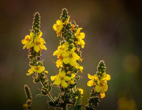 Close-up of yellow wildflowers bathed in golden sunlight (1) - Powered by Adobe