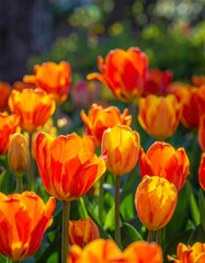Fototapeta premium Close-up of vibrant orange and yellow tulips in a sunny garden