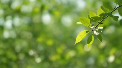 Close-up of a vibrant green leafy branch, bathed in soft sunlight, showcasing the beauty of nature's foliage with a blurred bokeh background