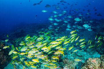 アカヒメジとノコギリダイの群れ　小笠原