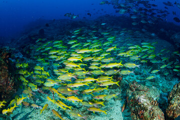 アカヒメジとノコギリダイの群れ　小笠原