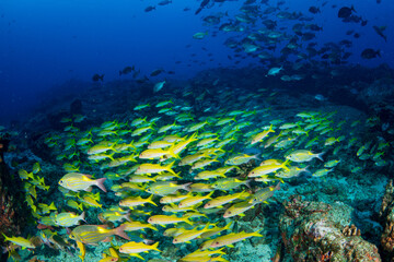 アカヒメジとノコギリダイの群れ　小笠原