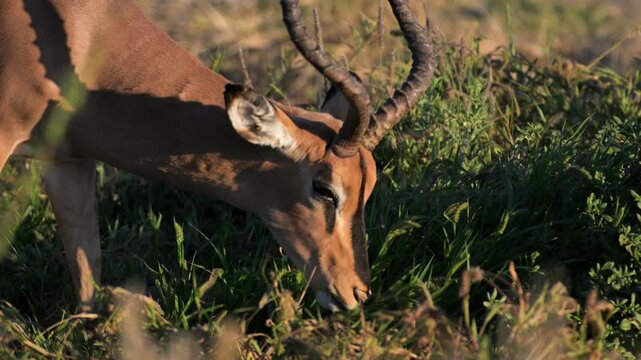 impala, IMPALA at sunset,  Aepyceros melampus, mammal, male, sunset, Ethosha National park, Namibia