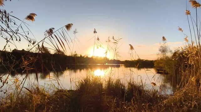 Wetland reeds reflecting the golden sunset light on a calm lake.