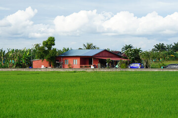 Obraz premium Vibrant rural landscape featuring a red house with a blue roof, surrounded by lush banana and palm trees beside a green rice paddy.