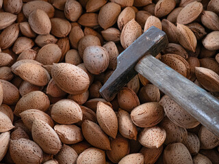 Metal hammer with wooden handle placed on a pile of almonds freshly picked from the almond tree...