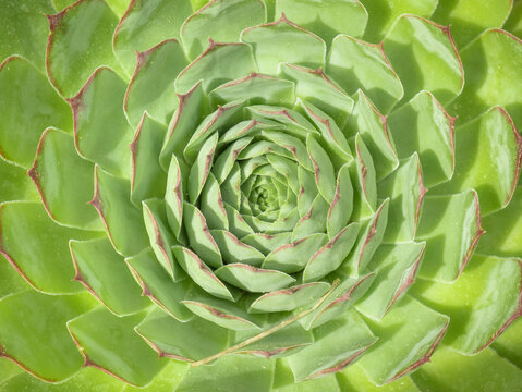 Macro overhead view of the center of an alabaster rose, succulent cactus, with its green leaves and reddish apex and margin, flattened and fleshy leaves arranged in a rosette shape