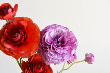 赤と紫のラナンキュラス