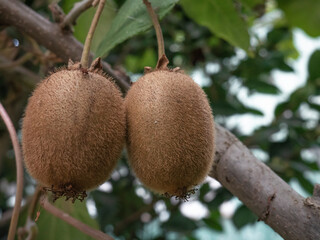 Macro view of two kiwi fruits covered in fine hairs and turning dark brown, almost ready to be picked, as they ripen while hanging from the climbing plant Actinidia deliciosa