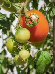 Large ripe red pear tomato (Solanum lycopersicum) on the branches of a tomato plant surrounded by small green tomatoes