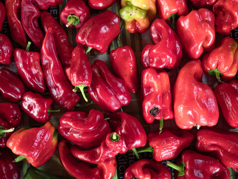 A pile of red peppers with their green stems cut off, freshly picked from the pepper plant (Capsicum annuum), placed on a table finishing ripening
