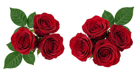 Obraz premium Beautiful red roses with green leaves isolated white background