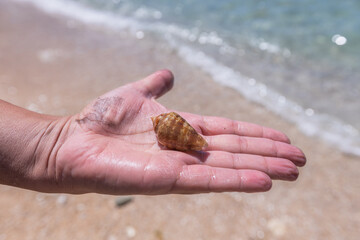 Hand holding seashell on sandy beach with ocean background